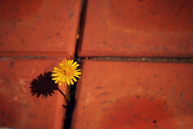 A flower growing in the sidewalk.